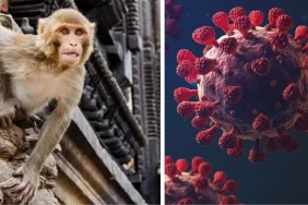 yirtici-maymun-saldirisina-ugrayan-kisi-olumcul-monkey-b-virusune-yakalandi-V2BS1kKs.jpg