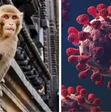 yirtici-maymun-saldirisina-ugrayan-kisi-olumcul-monkey-b-virusune-yakalandi-V2BS1kKs.jpg