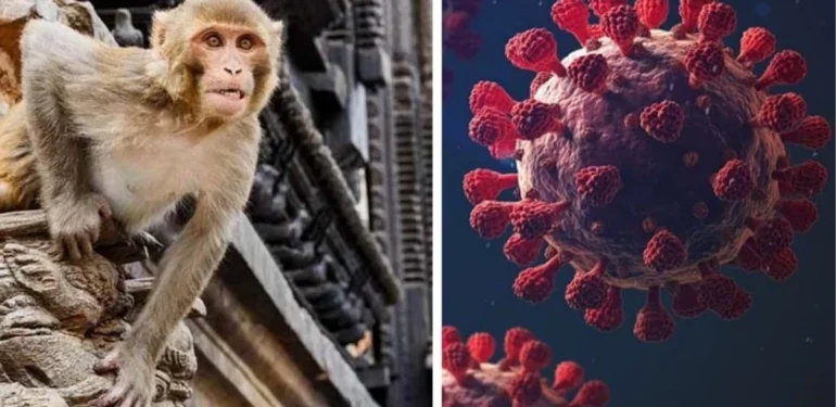 Yırtıcı maymun saldırısına uğrayan kişi ölümcül ‘Monkey B’ virüsüne yakalandı