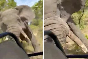 zambiyada-safariye-cikan-turistlere-fil-saldirdi-80-yasindaki-bayan-hayatini-kaybetti-sm3OZzZa.jpg