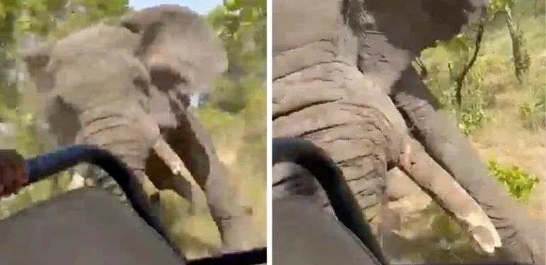 Zambiya’da safariye çıkan turistlere fil saldırdı: 80 yaşındaki bayan hayatını kaybetti